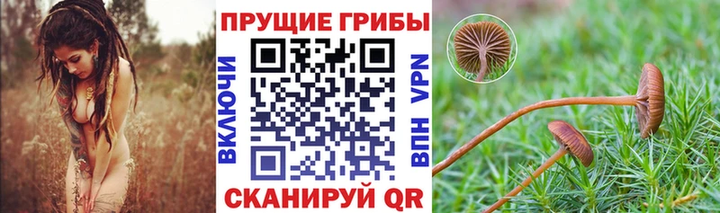 продажа наркотиков  Славск  Псилоцибиновые грибы GOLDEN TEACHER 